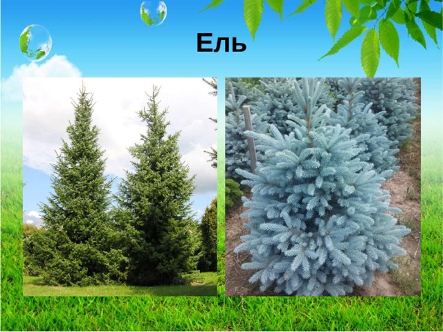 Ель  