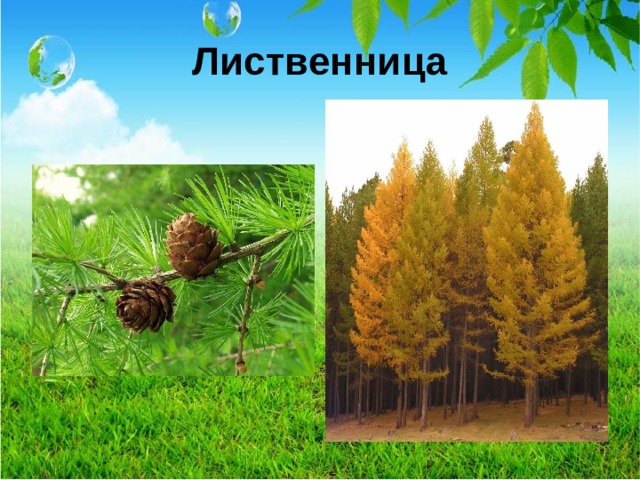 Лиственница  