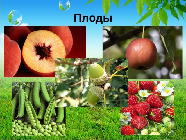 Плоды  