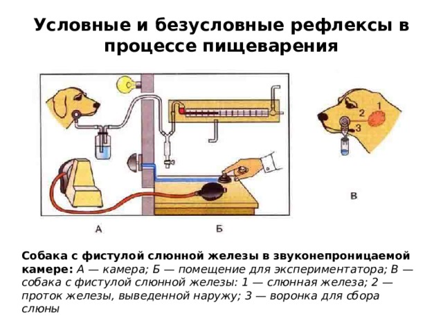 Условные и безусловные рефлексы в процессе пищеварения Собака с фистулой слюнной железы в звуконепроницаемой камере: А — камера; Б — помещение для экспериментатора; В — собака с фистулой слюнной железы: 1 — слюнная железа; 2 — проток железы, выведенной наружу; 3 — воронка для сбора слюны 
