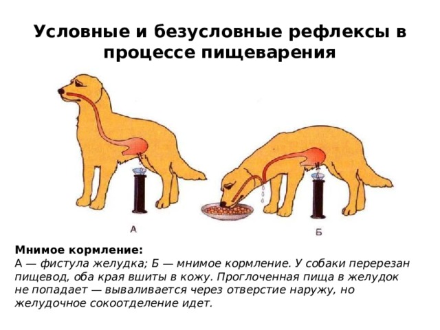 Условные и безусловные рефлексы в процессе пищеварения Мнимое кормление: А — фистула желудка; Б — мнимое кормление. У собаки перерезан пищевод, оба края вшиты в кожу. Проглоченная пища в желудок не попадает — вываливается через отверстие наружу, но желудочное сокоотделение идет. 