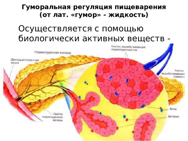 Гуморальная регуляция пищеварения  (от лат. «гумор» - жидкость)  Осуществляется с помощью биологически активных веществ - гормонов 