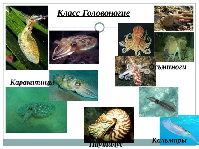 Класс Головоногие Осьминоги Каракатицы Кальмары Наутилус 