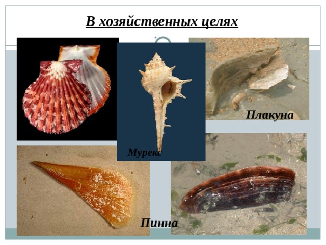 В хозяйственных целях Плакуна Морской гребешок Мурекс Пинна 