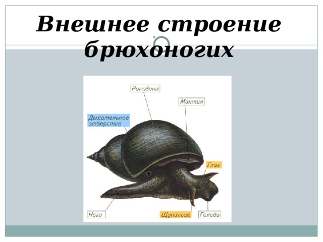 Внешнее строение брюхоногих 