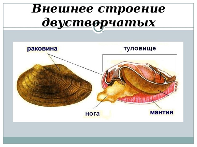 Внешнее строение двустворчатых 