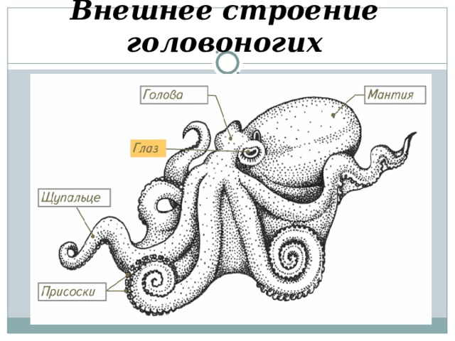 Внешнее строение головоногих 