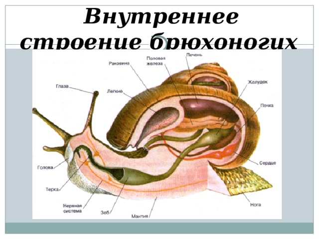 Внутреннее строение брюхоногих  