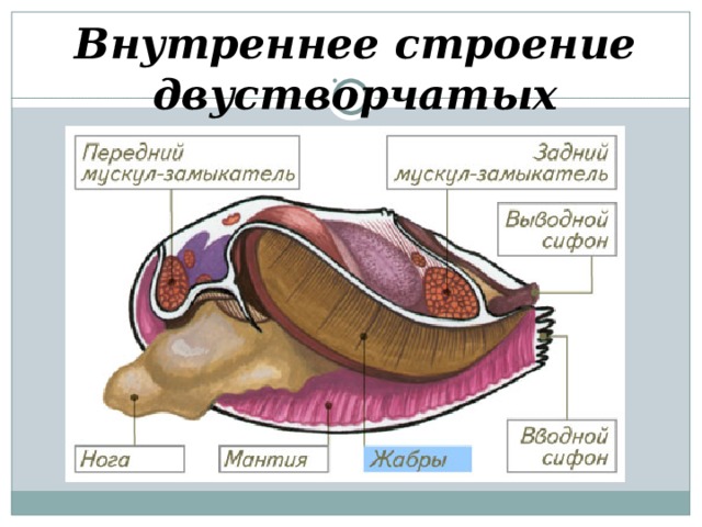     Внутреннее строение двустворчатых 