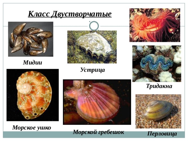Класс Двустворчатые Лима Мидии Устрица Тридакна Морское  ушко Морской  гребешок Перловица 