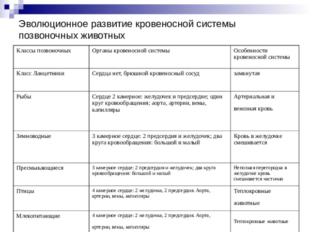 Эволюционное развитие кровеносной системы позвоночных животных Классы позвоночных Органы кровеносной системы Класс Ланцетники Особенности кровеносной системы Сердца нет, брюшной кровеносный сосуд Рыбы замкнутая Сердце 2 камерное: желудочек и предсердие; один круг кровообращения; аорта, артерии, вены, капилляры Земноводные Пресмыкающиеся 3 камерное сердце: 2 предсердия и желудочек; два круга кровообращения: большой и малый Артериальная и венозная кровь  Кровь в желудочке смешивается 3 камерное сердце: 2 предсердия и желудочек; два круга кровообращения: большой и малый Птицы Неполная перегородка в желудочке кровь смешивается частично 4 камерное сердце: 2 желудочка, 2 предсердия. Аорта, артерии, вены, капилляры Млекопитающие Теплокровные животные  4 камерное сердце: 2 желудочка, 2 предсердия. Аорта, артерии, вены, капилляры  Теплокровные животные  