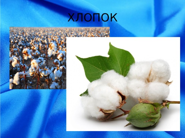 ХЛОПОК 
