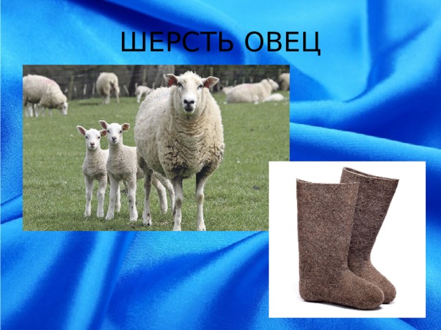 ШЕРСТЬ ОВЕЦ 