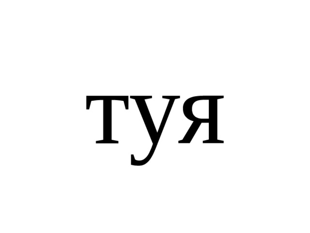 туя 