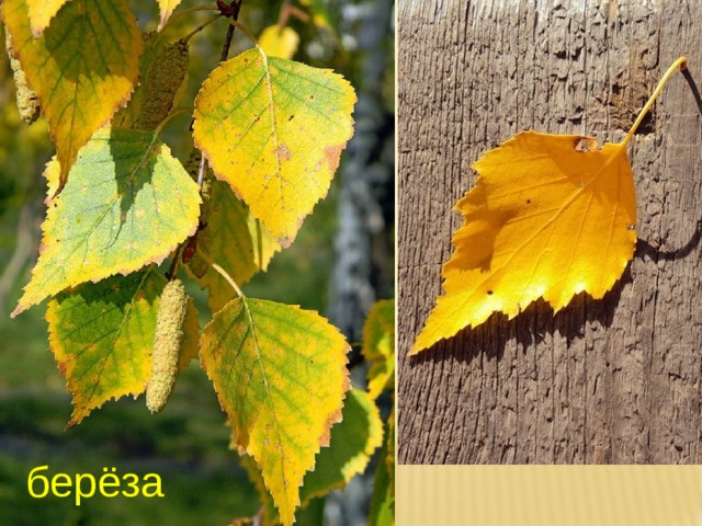 берёза 