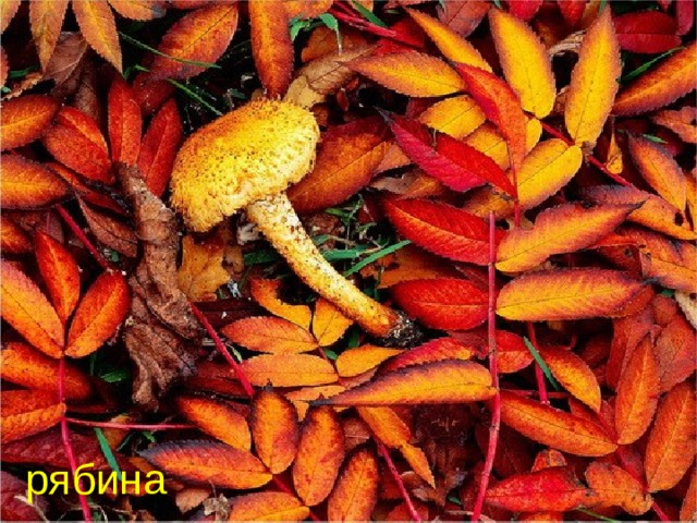 рябина 