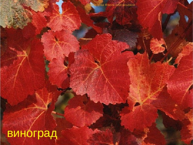 Селезнёва Фаина Анатольевна виноград 