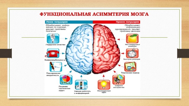 ФУНКЦИОНАЛЬНАЯ АСИММТЕРИЯ МОЗГА 