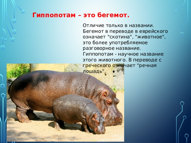 Гиппопотам – это бегемот. Отличие только в названии. Бегемот в переводе в еврейского означает 