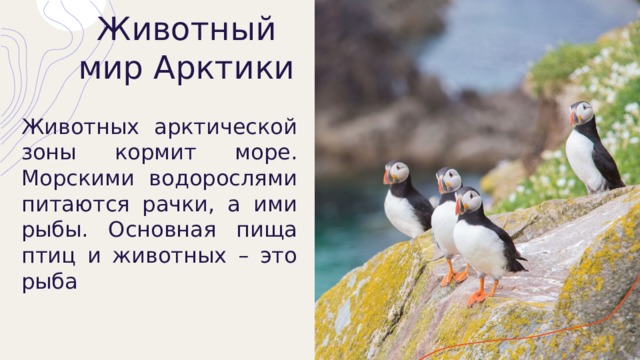 Животный мир Арктики Животных арктической зоны кормит море. Морскими водорослями питаются рачки, а ими рыбы. Основная пища птиц и животных – это рыба 