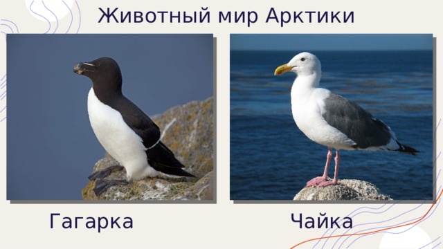 Животный мир Арктики Гагарка Чайка 