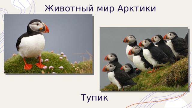 Животный мир Арктики Тупик 