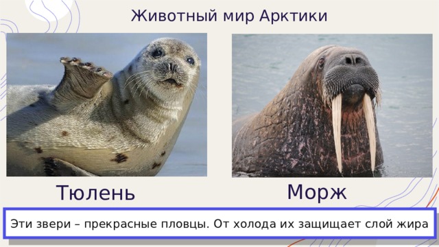 Животный мир Арктики Морж Тюлень Эти звери – прекрасные пловцы. От холода их защищает слой жира 
