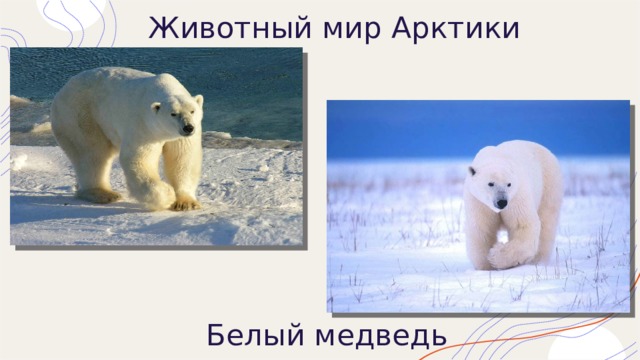Животный мир Арктики Белый медведь 
