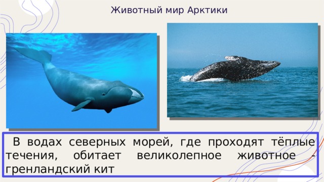 Животный мир Арктики  В водах северных морей, где проходят тёплые течения, обитает великолепное животное - гренландский кит 