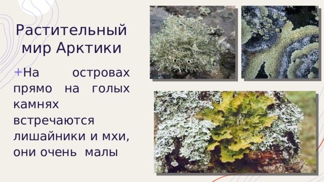 Растительный мир Арктики На островах прямо на голых камнях  встречаются лишайники и мхи,  они очень малы 