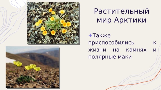 Растительный мир Арктики Также приспособились к жизни на  камнях и полярные маки 