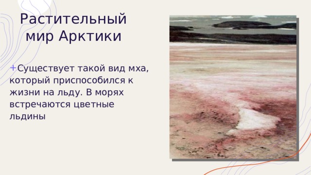 Растительный мир Арктики Существует такой вид мха, который приспособился к жизни на льду. В морях встречаются цветные льдины 