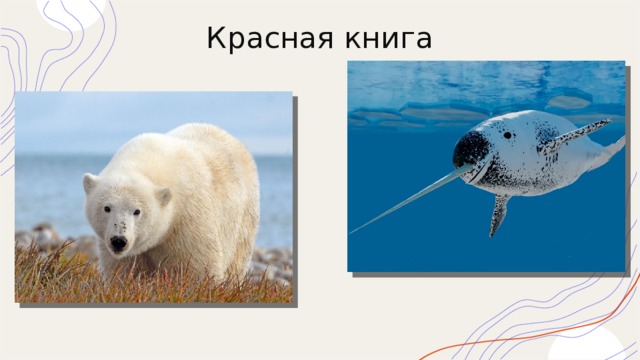 Красная книга   