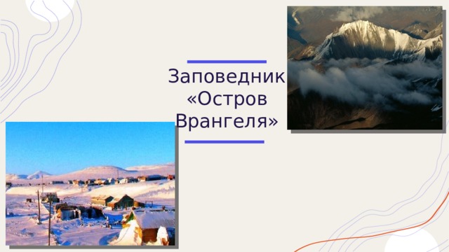 Заповедник «Остров Врангеля» 