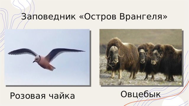  Заповедник «Остров Врангеля»    Овцебык  Розовая чайка 