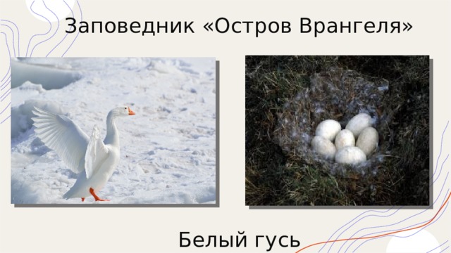 Заповедник «Остров Врангеля»    Белый гусь 