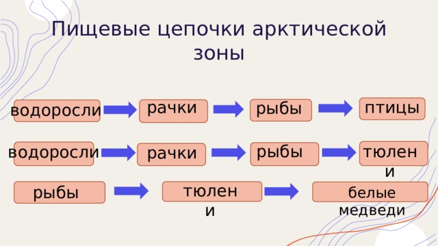 Пищевые цепочки арктической зоны птицы рачки рыбы водоросли тюлени рыбы водоросли рачки тюлени рыбы белые медведи 