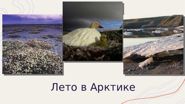 Лето в Арктике 