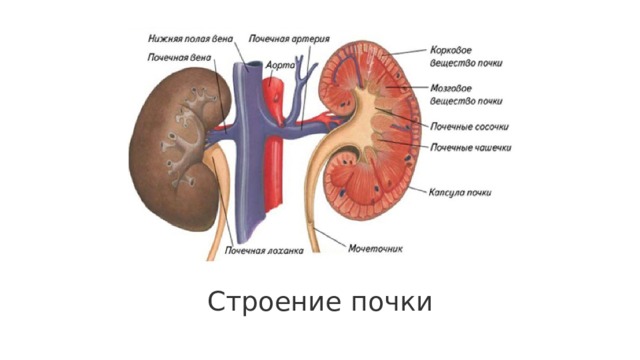 Строение почки 