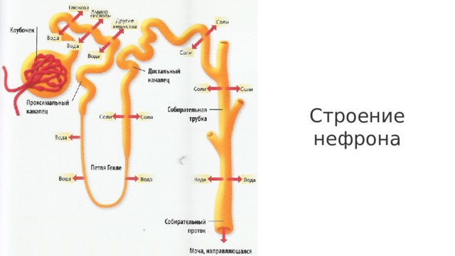 Строение нефрона 