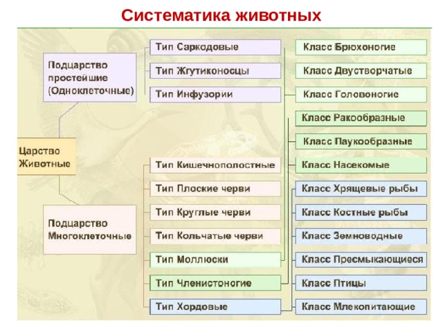 Систематика животных 