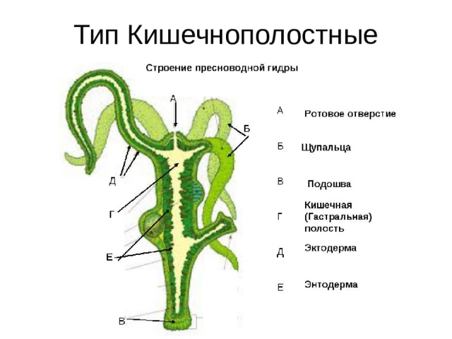 Тип Кишечнополостные 