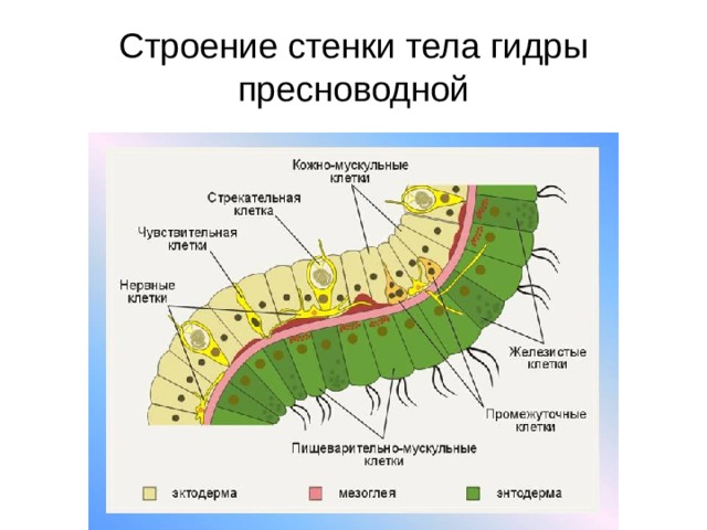 Строение стенки тела гидры пресноводной 