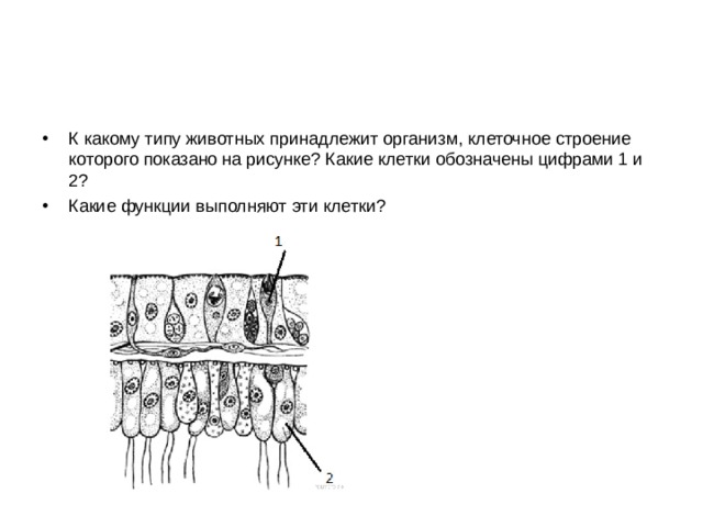 К какому типу животных принадлежит организм, клеточное строение которого показано на рисунке? Какие клетки обозначены цифрами 1 и 2? Какие функции выполняют эти клетки?  