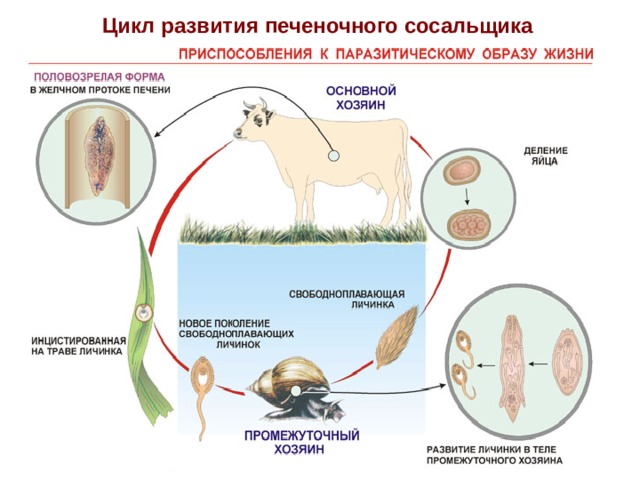 Цикл развития печеночного сосальщика 