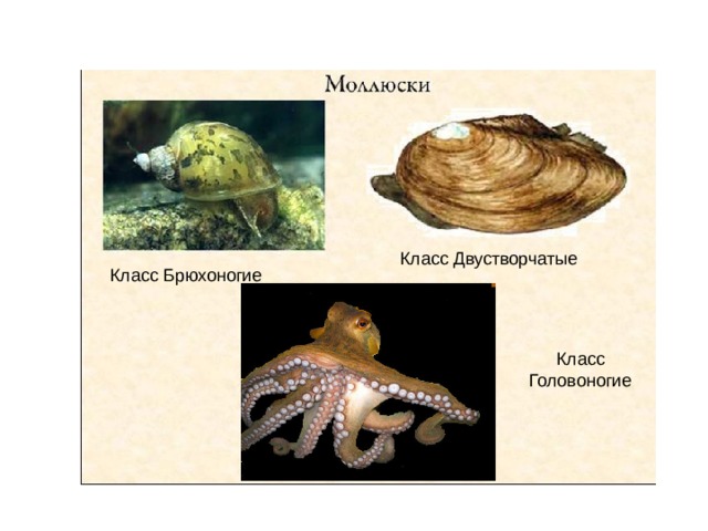 Класс Двустворчатые Класс Брюхоногие Класс Головоногие 