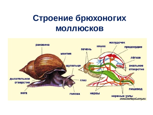 Строение брюхоногих моллюсков 