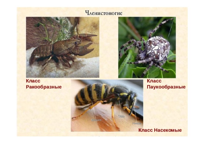 Класс Ракообразные Класс Паукообразные Класс Насекомые 