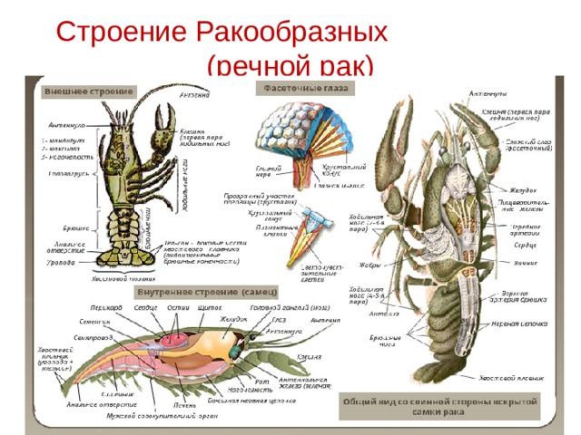 Строение Ракообразных (речной рак) 