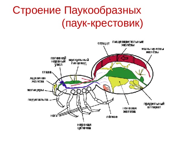 Строение Паукообразных (паук-крестовик) 